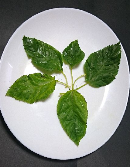 きれいなみどり！