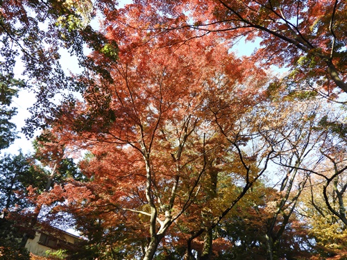 井の頭恩賜公園