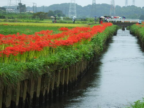 小出川の彼岸花