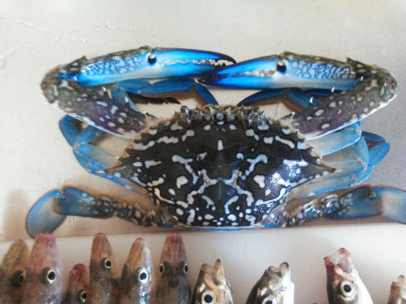 りんくう-20130929-2