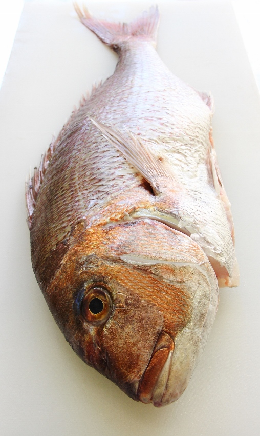 紅葉鯛.jpg