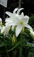 20150621白花.jpg