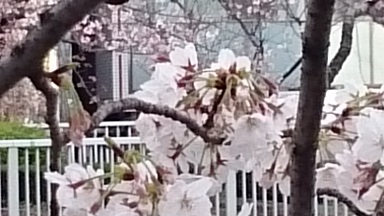 川辺のサクラ３　2016/03/31