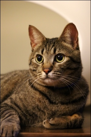 東京旅行-127 寅次郎くん-1 13.10.5