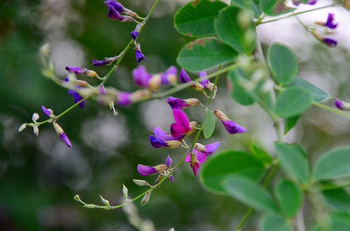 咲き始めた萩の花