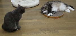 5DA_6055-9.jpg