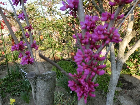 花蘇芳