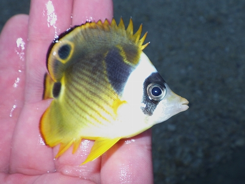 沖縄磯採集2015年11月下旬44　チョウハン（Chaetodon lunula）