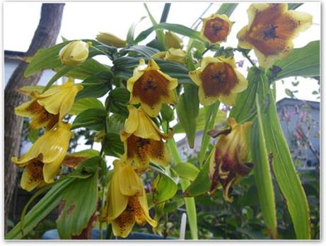 ジョウロウホトトギス