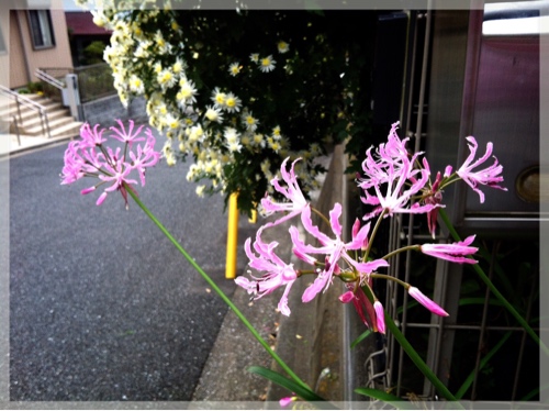 散歩道の花