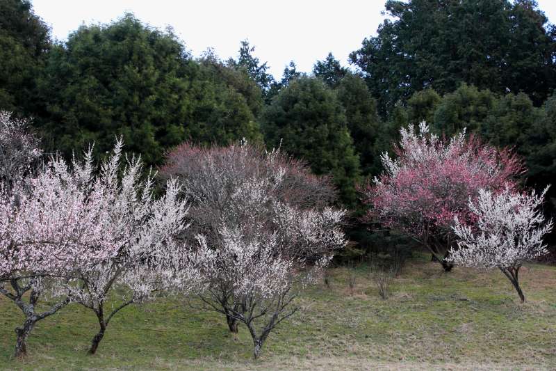 広橋梅林_005.jpg