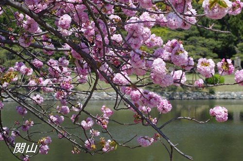 浜離宮恩賜庭園の八重桜