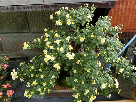 盆栽菊