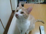 金太.JPG