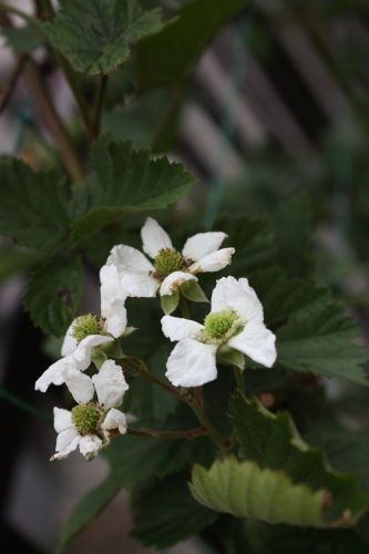 2015062604.JPG