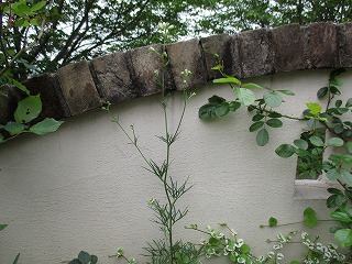 IMG_0516ss.jpg