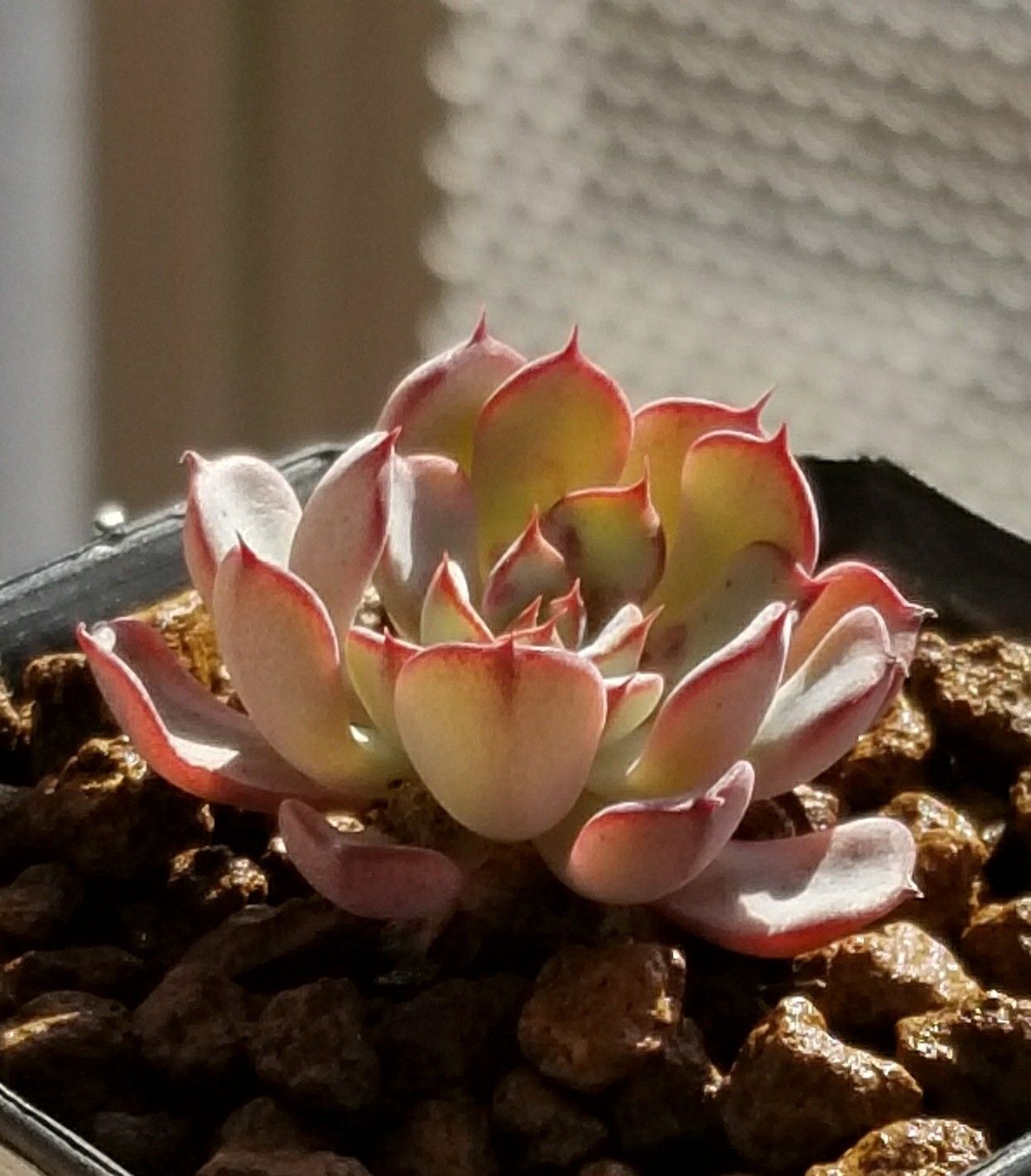 ラウレンシスに復活の兆候 デルオの多肉日記 楽天ブログ