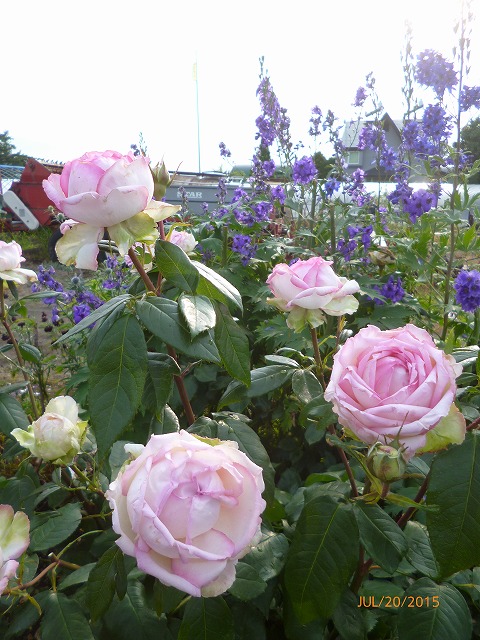P1100833.jpg