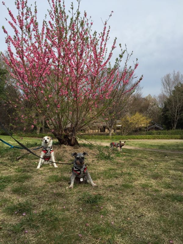 rblog-20160324021440-02.jpg