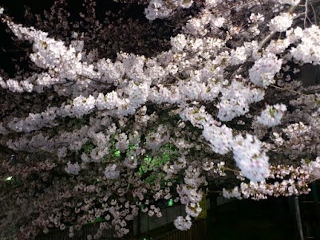 2012.04.08.2 (320x240) - コピー.jpg