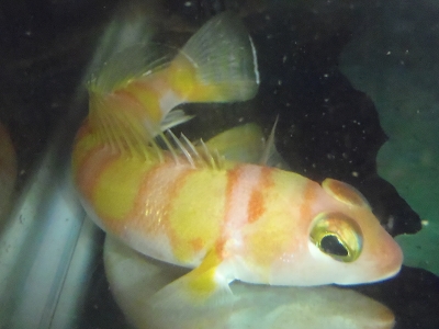 アカトラギス（Parapercis aurantiaca）14