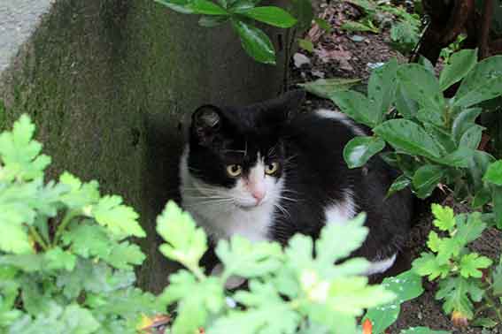 我が家のニャンコ♪2015/9/10-3