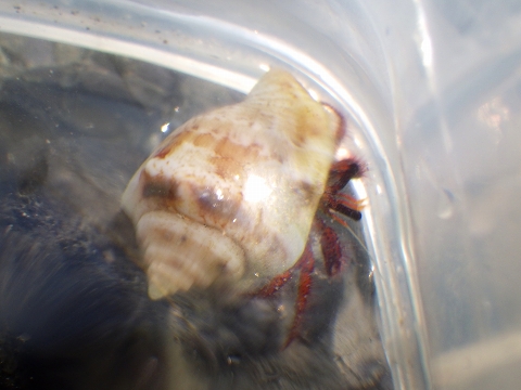 串本磯採集2016年10月上旬33　コモンヤドカリ（Dardanus megistos）