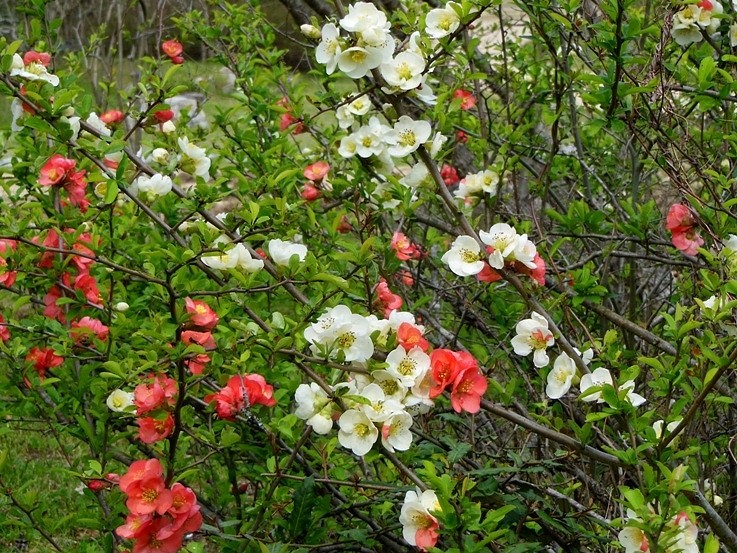昨年のボケの花.JPG