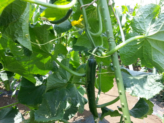 20130602きゅうり.jpg