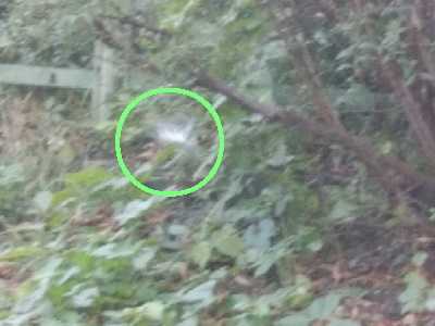 雪虫 四 季 折 々 俳 句 楽天ブログ