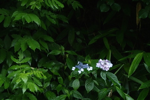 nitijou150620001
