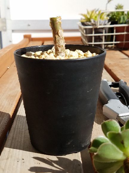 茎だけになったアエオニウムからワラワラと..。 | デルオの多肉日記