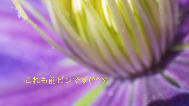 クレマチス5.jpg