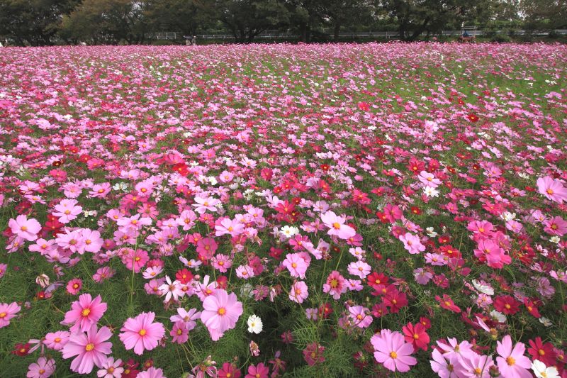 武庫川コスモス園_004.jpg