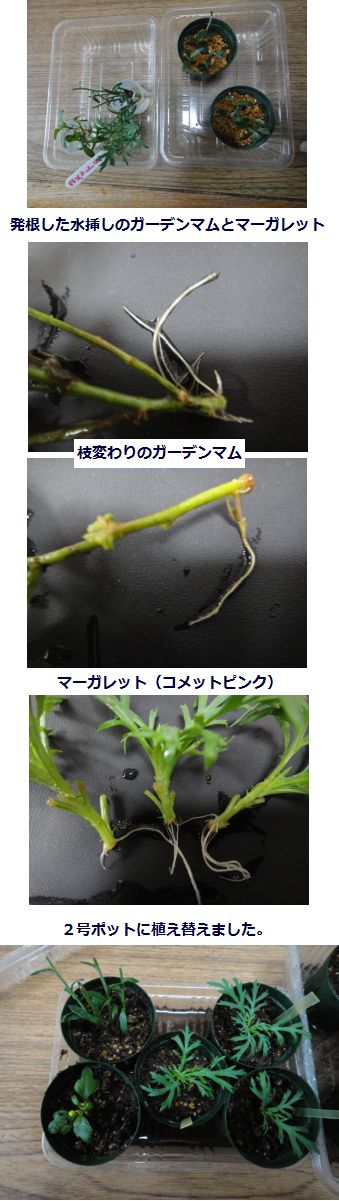 水挿しのガーデンマム、マーガレット