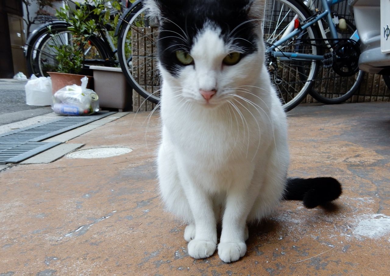 迫り来る猫たち の巻 人さまのネコ 楽天ブログ