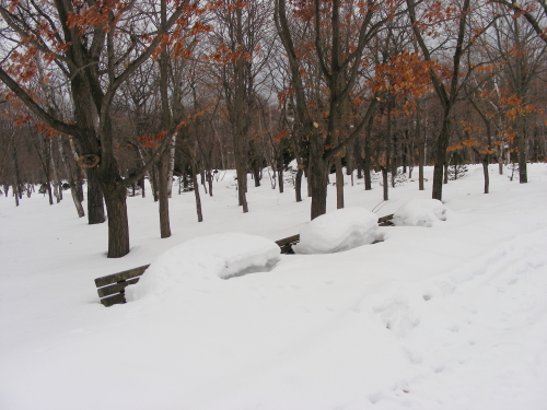 2017-03-16mori (3).JPG