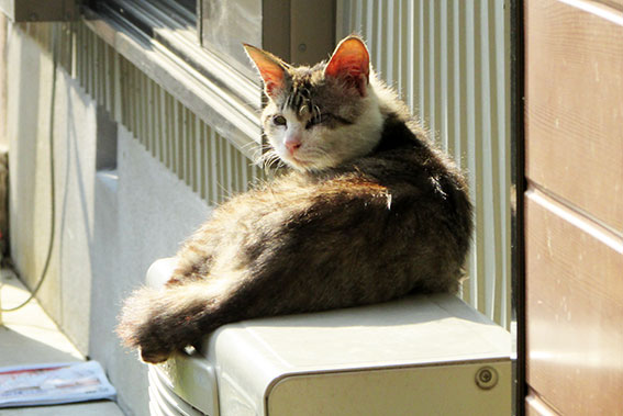 我が家のニャンコ♪2015/5/14-2