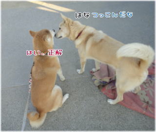 トムちゃんチェック1.jpg