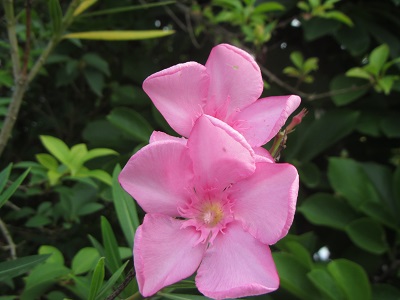 花２９.jpg