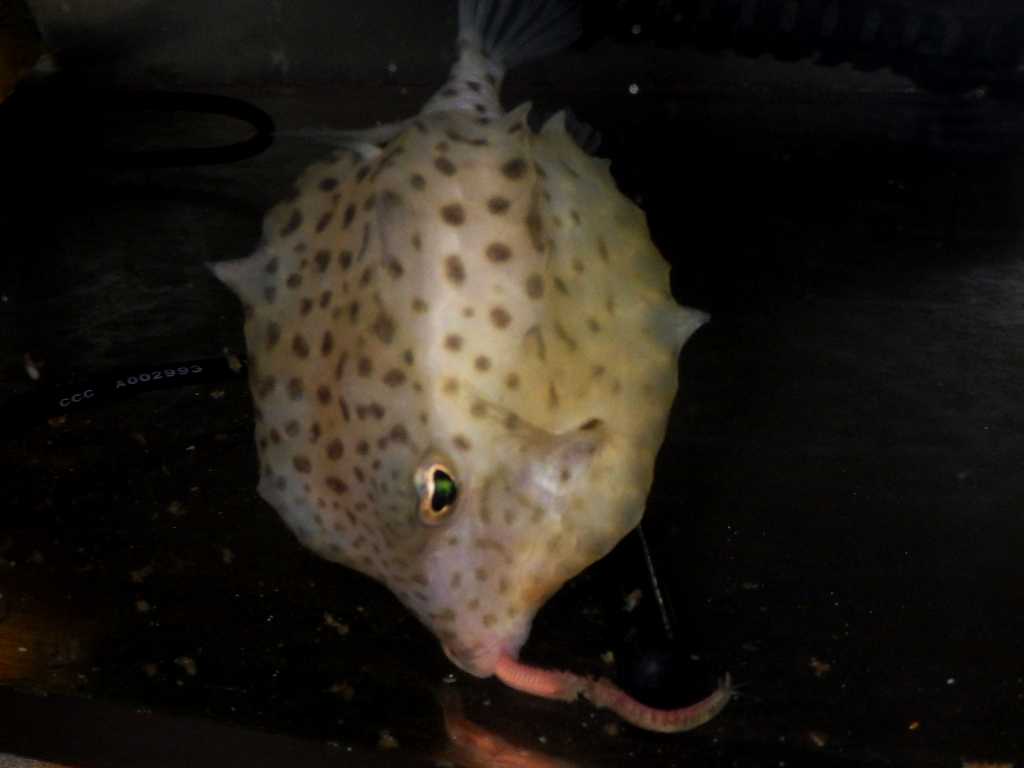 イトマキフグ（Kentrocapros aculeatus）11　深海魚飼育