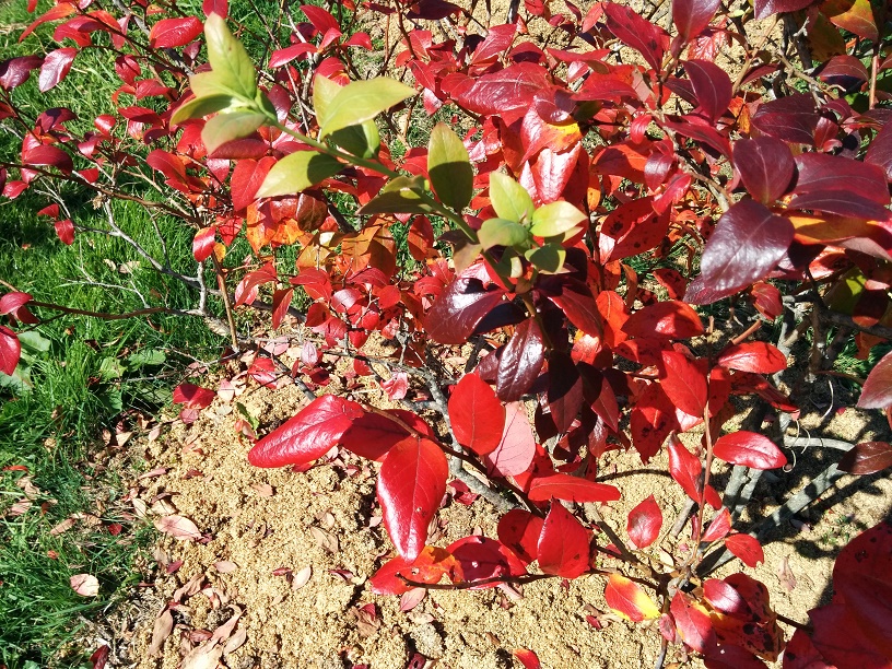 IMG_20151019_115804.jpg