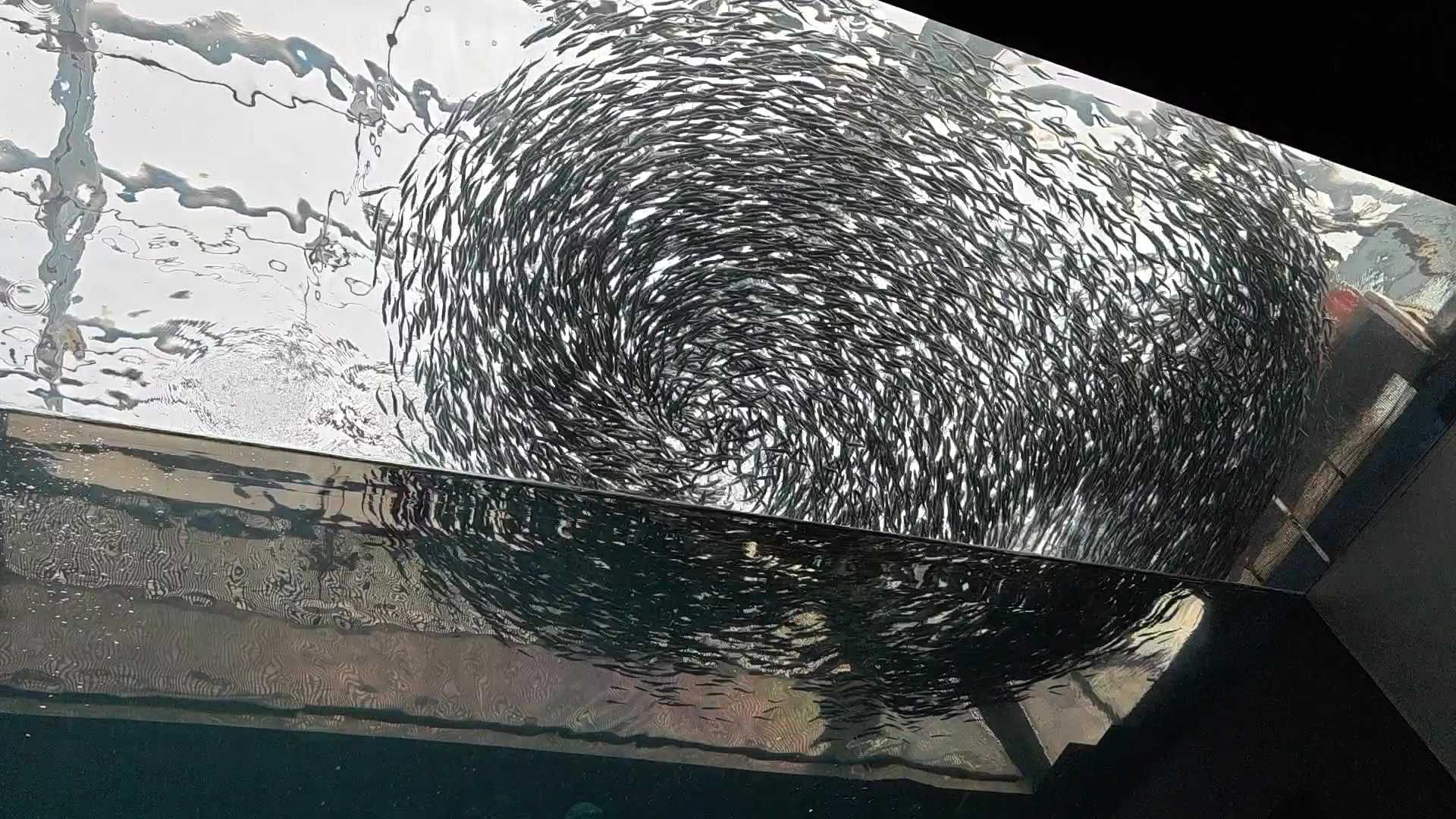 アクアマリンふくしま　いわしぐるぐる