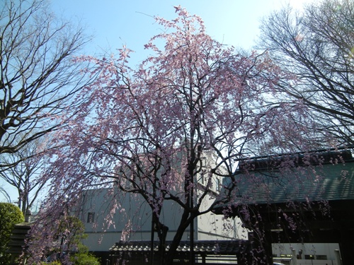 長遠寺の枝垂桜