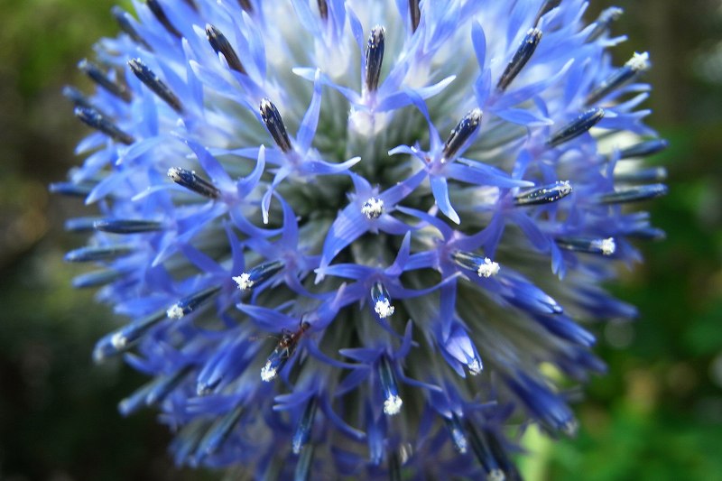 ヒゴタイの花
