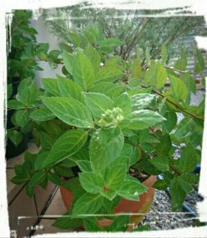 ノリウツギ ボブシェル Rocogardenのブログ 楽天ブログ ノリウツギ ボブシェル Rocogardenのブログ 楽天ブログ