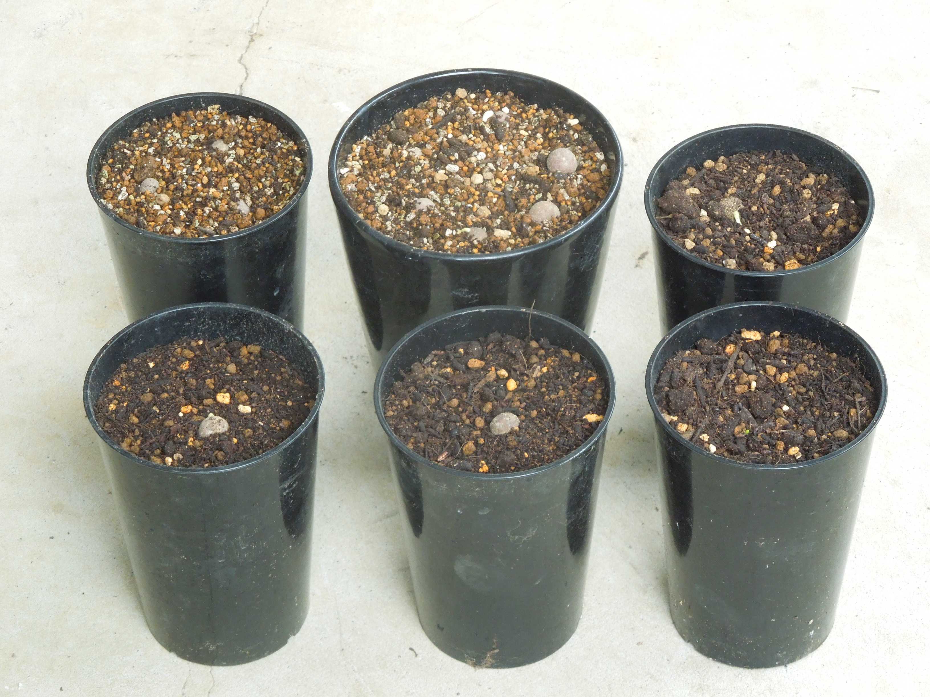 2月入荷 500粒+ ブラヘア アルマータ 種 種子 証明書 1308 2月入荷 500粒+ ブラヘア アルマータ 種 種子 証明書 1308 2月入荷