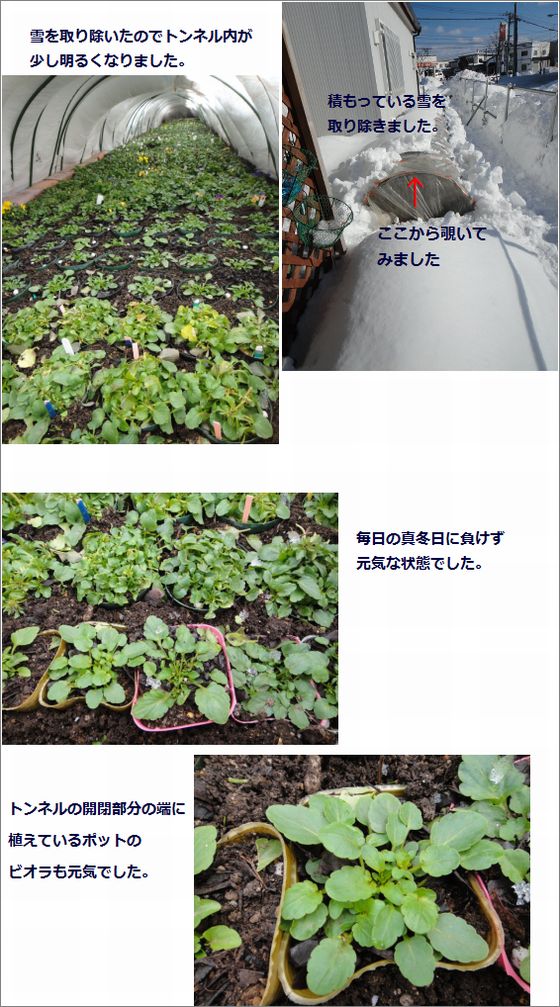 不織布トンネルの中のビオラは元気でした。