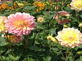 IMG_0076_R.JPG