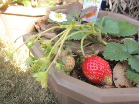 真冬でも実をつける苺 ほっこり家庭菜園 楽天ブログ